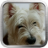 PostMyPet icon