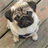 Pugs Dogs Jigsaw Puzzle icon
