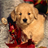 Puppies Jigsaw Puzzle icon