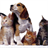 Puppy and Kitten Jigsaw Puzzle icon