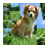 Puzzle Dogs icon