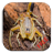 Scorpion Desert icon