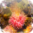 Sea anemone Jigsaw Puzzles icon