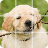 Shuffle Puzzle - Dogs icon
