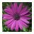 Summer Flowers icon