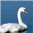 Swan Jigsaw icon