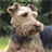 iSlider Terriers icon
