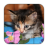 Tile Puzzles Kittens icon