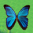 Tiny Butterflies icon