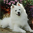 Toy American Eskimo Dog Puzzle icon