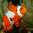 Red Sea Fish Puzzle icon