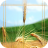 Wheat Jigsaw Puzzle icon