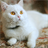White Cats Jigsaw Puzzle icon