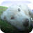 Abruzzenhund Game icon