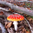 Amanita Muscaria Puzzle icon