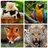 Animal World Puzzles APK Download