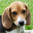 Beagles Jigsaw Puzzle icon