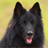 Belgian Sheepdog Puzzle icon