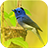 bird puzzle icon