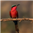 Bird Jigsaw Puzzle icon