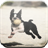 Boston Terrier Game APK Download