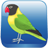Bird Quiz APK Download