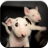 Bull Terrier Puzzle Game icon