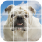Bulldog Puzzle Tile Puzzle icon