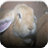 Bunnies Game icon