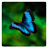 Butterflies brain game icon