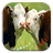 Cow Game icon