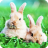 Puzzle - Cute bunnies icon