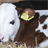 Dairy cattle Puzzle icon