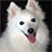 Dog Puzzle: American Eskimo Dog 3.0.1.0