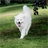 Dog Puzzle: Samoyed icon