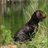 Dog Puzzle: American Water Spaniel icon