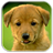 Dogs Memory Free icon