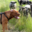 Dogue de Bordeaux Puzzle icon