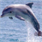 Dolphin Puzzle icon
