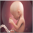 Fetal Development icon