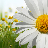 Flowers HD icon