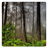 Forest brain game icon
