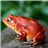 Frog Jigsaw Puzzle icon