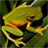 Frog Jigsaw Puzzles icon