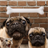 Angry Pugs icon