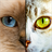 Two Cats icon