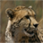African Wallpapers (Wildlife 1) icon