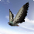 City Bird Fly Simulator 2015 icon