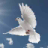 Pigeon Simulator icon