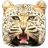 Real Cheetah Simulator icon